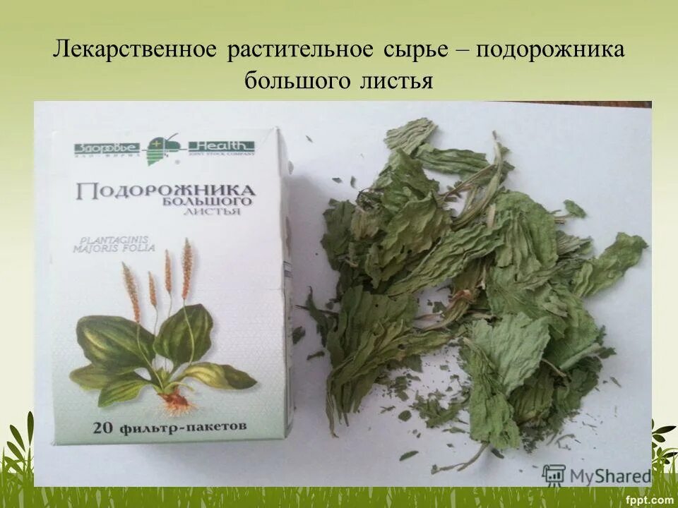 лекарственные травы. целительные травы. лекарственные травы. целебные травы. зверобоя продырявленного трава лрс.