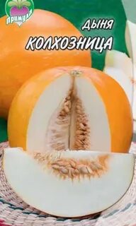 Дыня колхозница описание