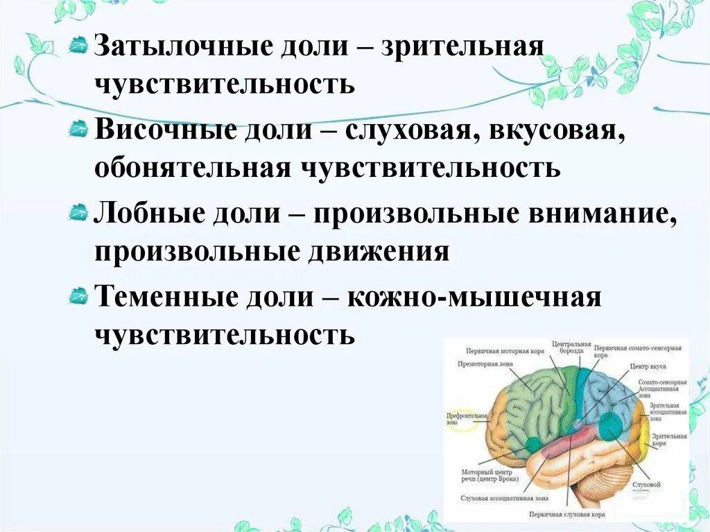 Зоны затылочной доли. Строение затылочной доли. Обонятельная чувствительность. Зона коры больших полушарий обонятельного анализатора