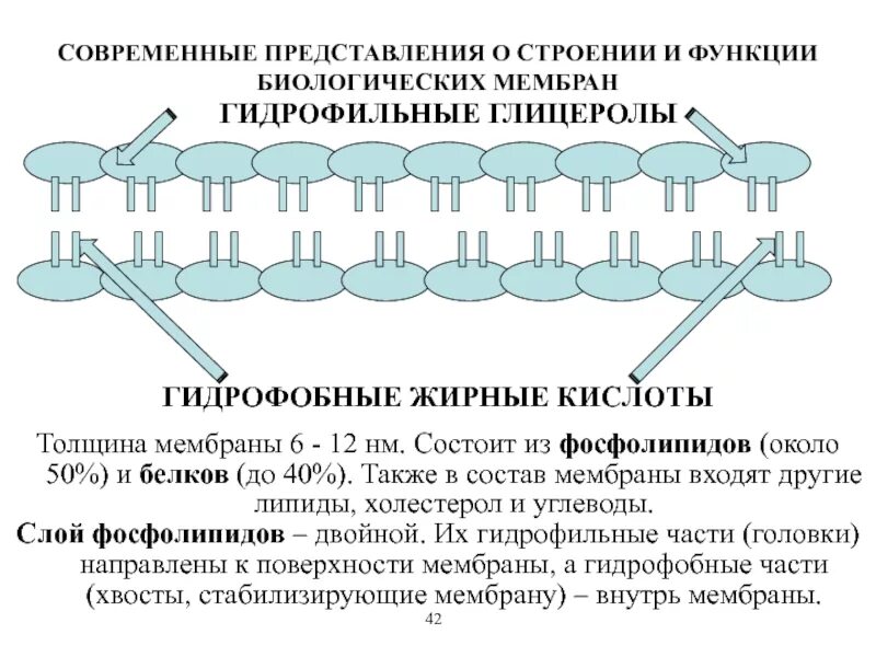 Свойства функции мембраны. Современное представление о строении биологических мембран – это. Структура и функция фосфолипидов и белков биомембран. Современные представления о структуре биологических мембран. Современные представления о строении и функции мембран.