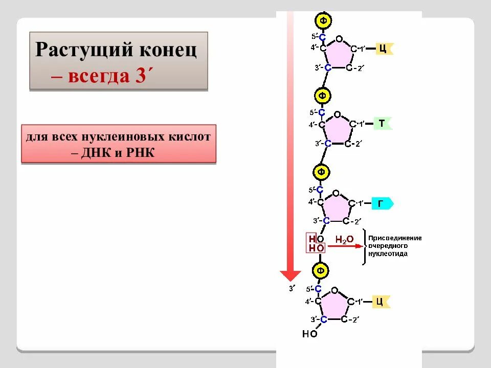 ДНК ТРНК РНК 5 3. Строение макромолекулы РНК. Структура макромолекулы РНК. Концы ДНК И РНК.