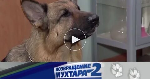 Возвращение мухтара 2 собаки