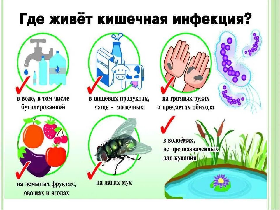 Течение кишечных инфекций. Механизм передачи кишечных инфекций. профилактика острых кишечных инфекций. острые кишечные инфекции картинки. пути передачи кишечных инфекций картинки.
