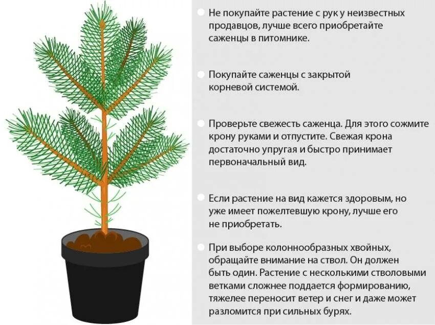 Что добавить в сосну чтобы долго стояла