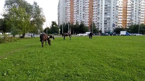 Москва зао ново переделкино