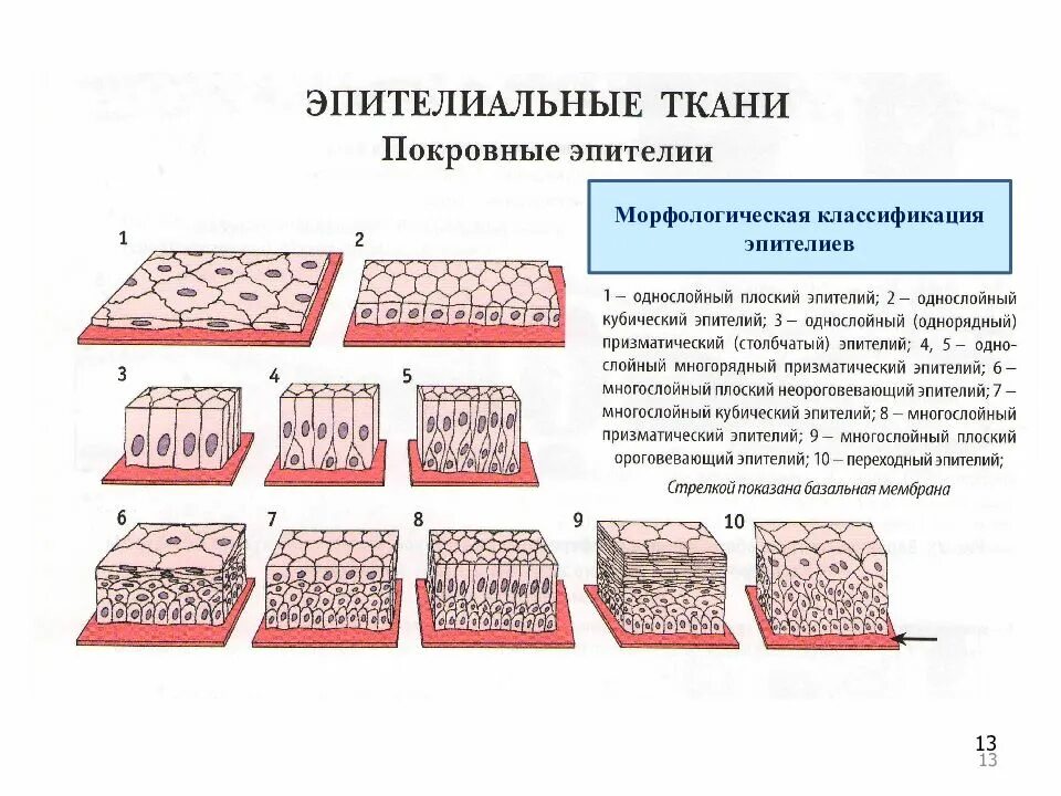Строение и характеристика эпителиальных. Типы эпителиальной ткани схемы. морфологическая классификация покровного эпителия. классификация эпителиальной ткани схема. эпителиальная ткань морфологическое строение.