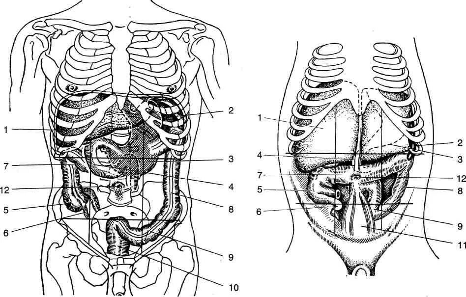 Орган отделяющий грудную полость от брюшной. Скелетотопия органов брюшной полости. Голотопия брюшной полости. Топография органов брюшной полости проекция. Голотопия органов живота.