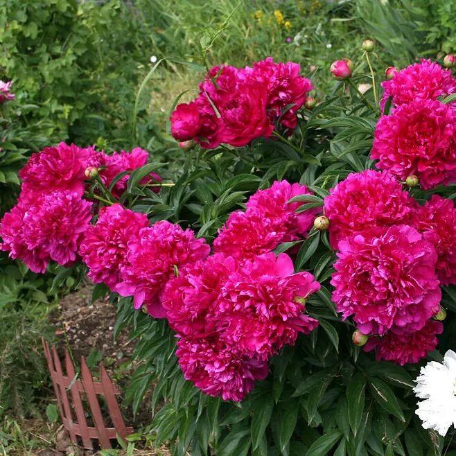 Пион молочноцветковый канзас. Пион канзас отзывы. Пион канзас paeonia kansas. Пион lactiflora kansas. Пион kansas (канзас).