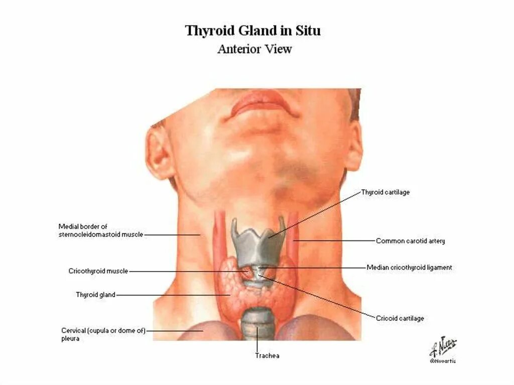 Щитовидная железа человека. Щитовидная железа расположение. Щитовидный хрящ и щитовидная железа. Лимфоузлы на щитовидке
