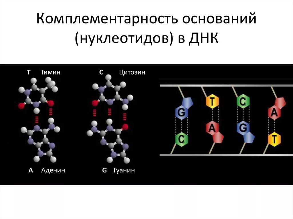 Комплиментарные днк. Комплементарные нуклеотиды ДНК. Комплементарность нуклеотидов аденин гуанин Тимин. Комплементарные основания ДНК. Компоиментарные основания в ДНК.