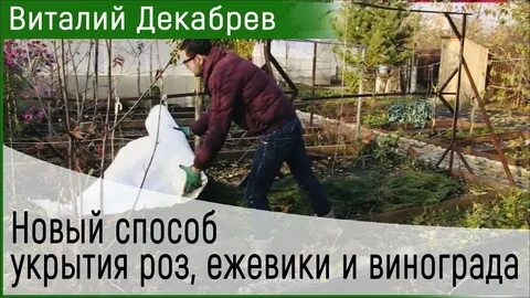 Как укрыть ежевику на зиму на урале
