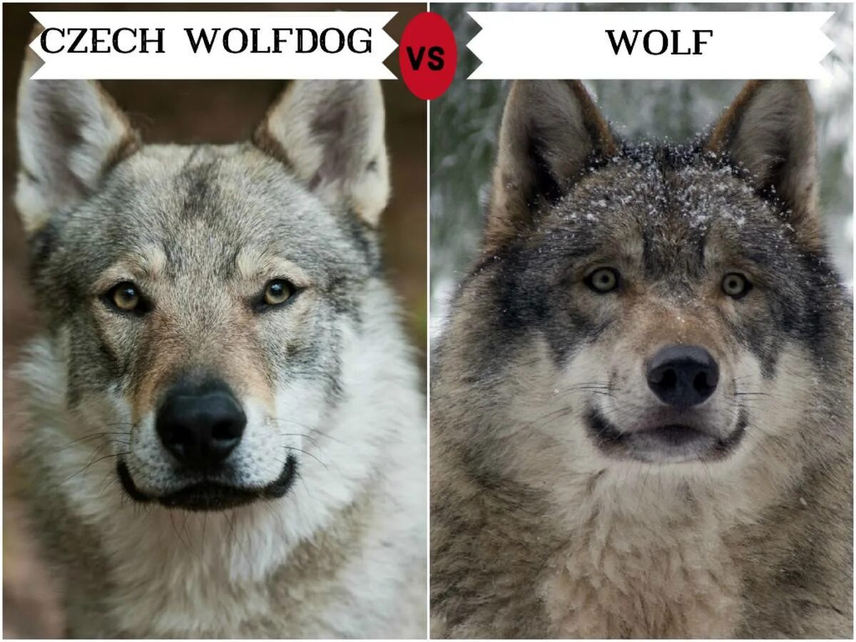 Волк и собака сравнение. Отличие волка от собаки. Собака и волк сходства и различия. Хаски от волка.