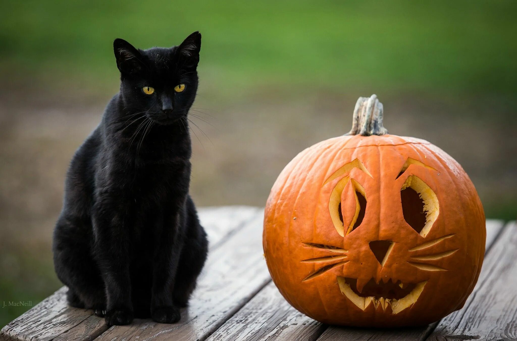 Котенок хэллоуин. Халовин кот. тыква хэллоуин. хэллоуин кошка. кот в тыкве.
