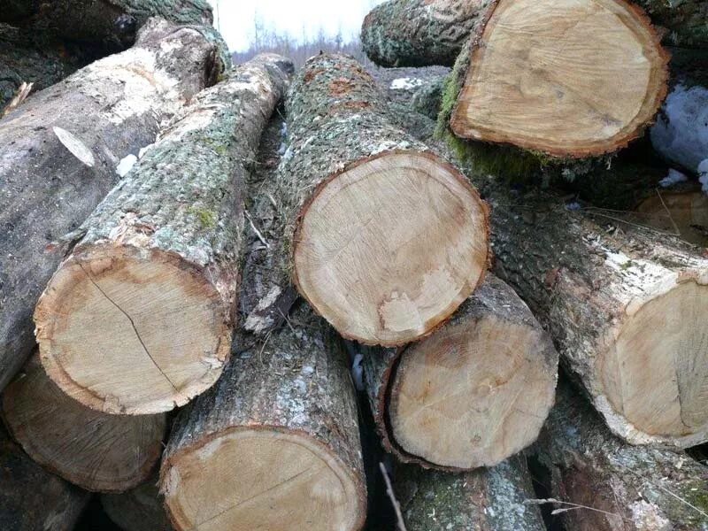 Дерево бревно. Oak log. Mahogany logs. Maple log. T me buy logs