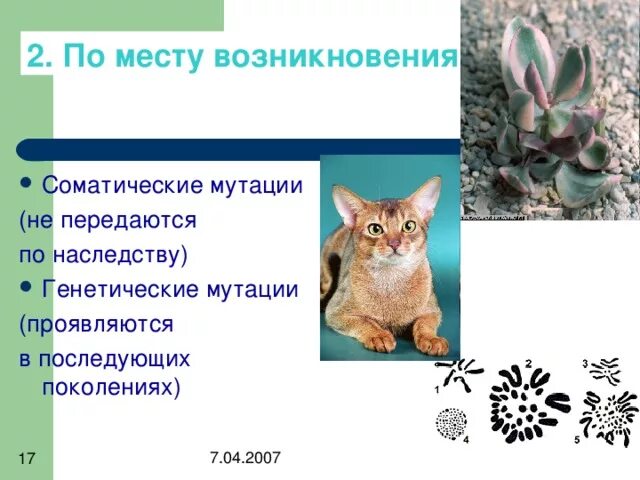 Тест по изменчивости 10 класс