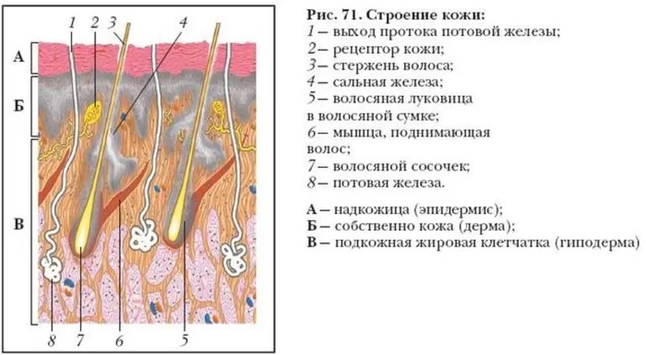 Где расположены потовые железы и корни волос. Структура кожи биология 8 класс. Строение кожи биология 8. Строение кожи рис 107. Строение кожи 8 класс по биологии.