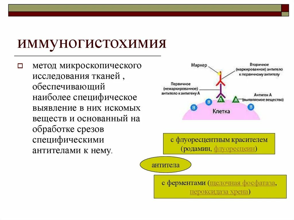 Игх маркеры. Иммуногистохимический метод. Иммуногистохимические методы исследования. Иммуногистохимические исследования в онкологии. Иммуногистохимический анализ.