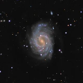 Ngc ооциты