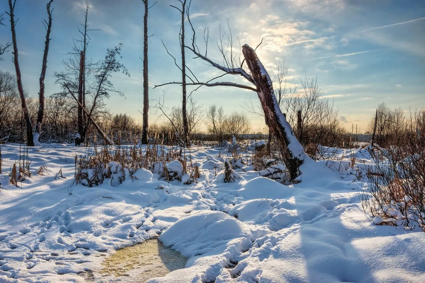 зима на болоте. заснеженное болото. болото зимой. болота севера архангельской области. снежное болото.