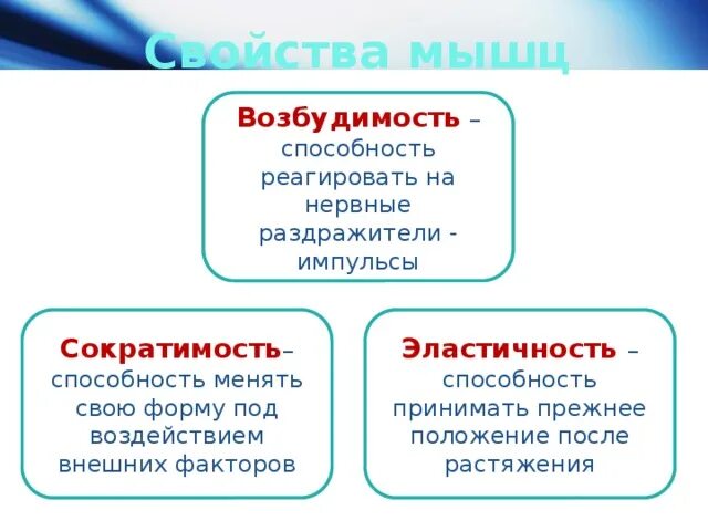 Способность мышцы принимать прежнее положение после растяжения. Способность мышцы принимать прежнее положение после растяжения