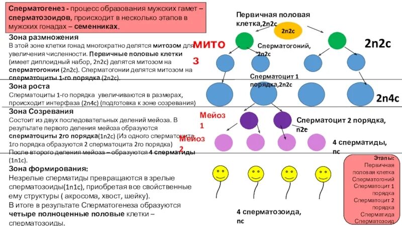 Образование сперматоцитов второго порядка