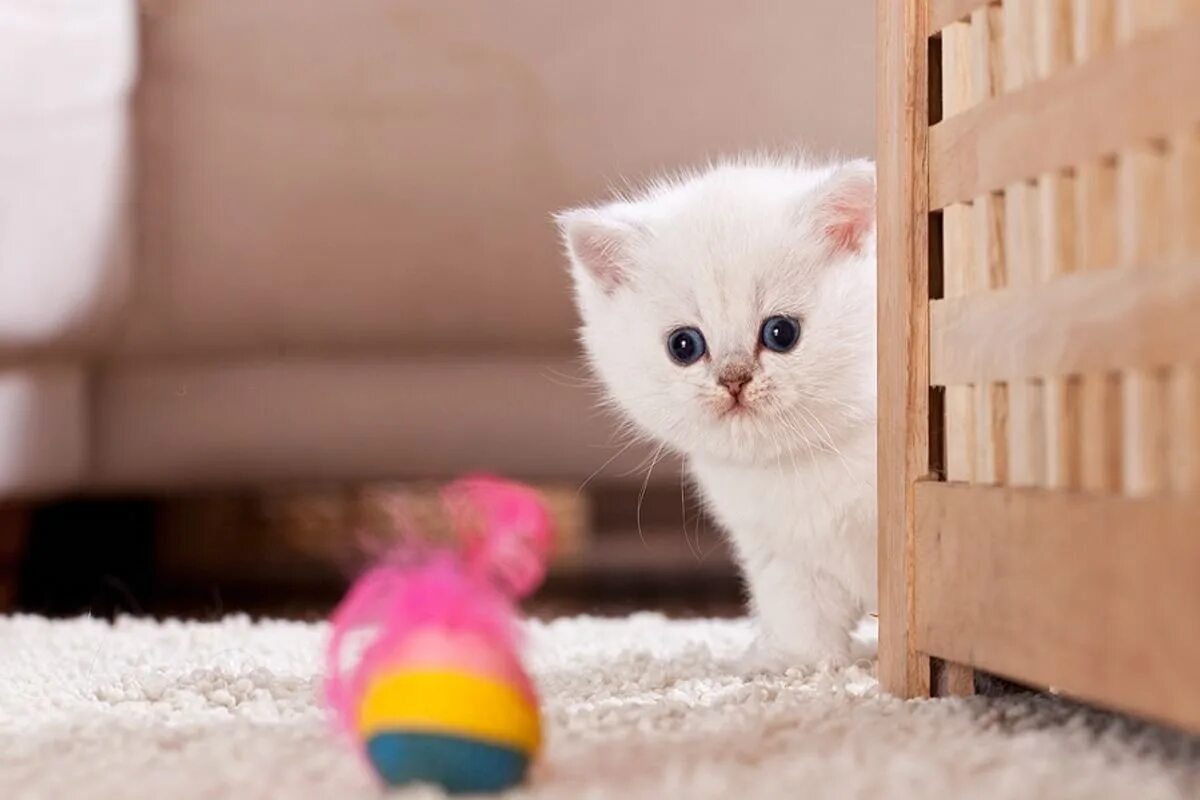 Маленький котенок. Самый миленький котенок. Котята породы манчкин. Самый миленький котенок. Кошки маленькие.
