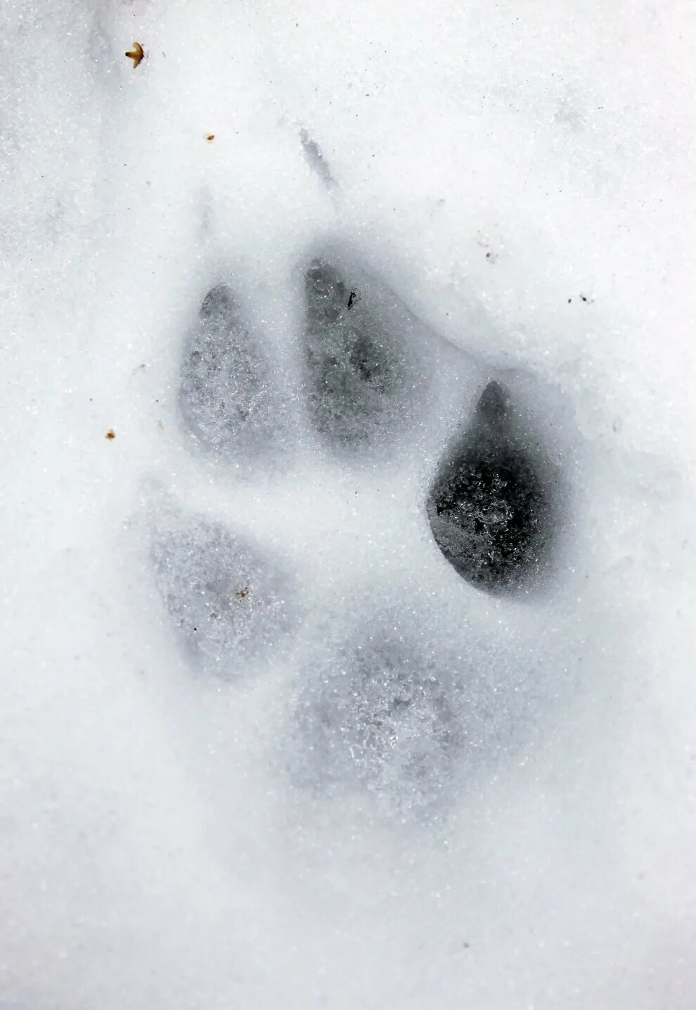 След волка. След отпечаток волка лисы собаки. Следы волка на сугробе. Собачьи следы на снегу.