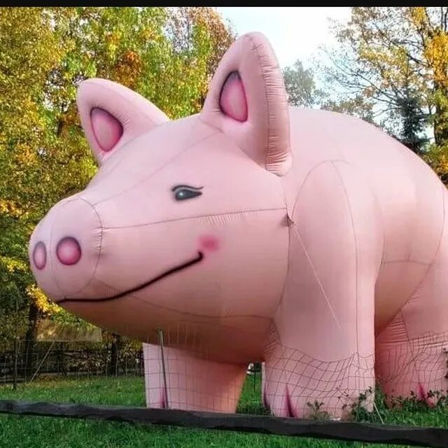 Спартак москва свинья. Фани кабани поросенок. Свинья москва. Фк спартак москва свинья. Свинья москва.