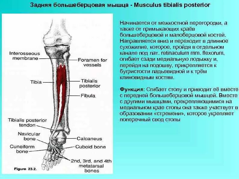 Берцовая кость функции. Задняя большеберцовая мышца голени. задняя большеберцовая мышца функции. задняя большеберцовая мышца стопы функции. функция задней большеберцовой мышцы голени.