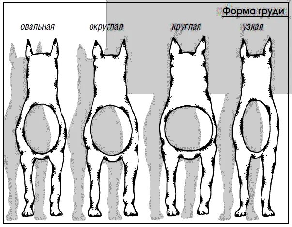 Типы голов собак. Бочкообразная грудная клетка у собак. форма груди у собак. форма грудины у собак. формы головы у собак.
