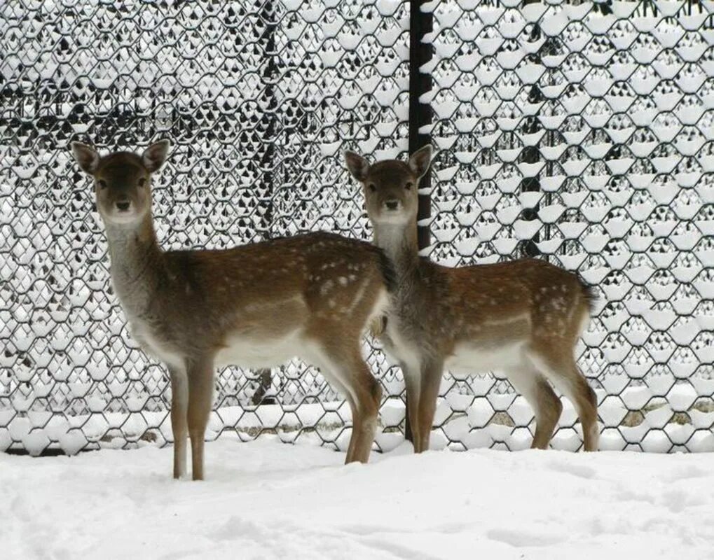 олени зоосад информация. животные пермского зоопарка. ландшафтный зоопарк в ярославле. пятнистый олень в зоопарке. гуанако роев ручей.