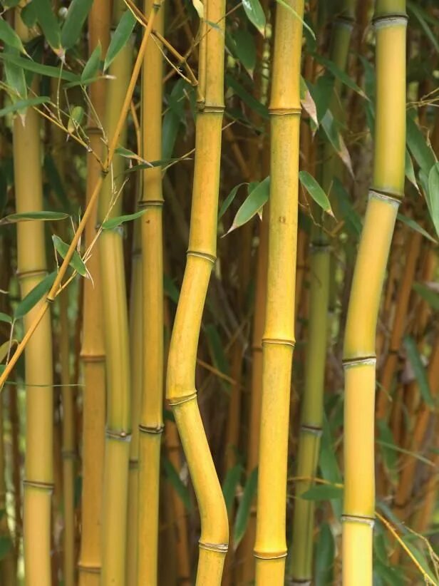 Бамбук желтый. Бамбук желтеет. Бамбук желтый мосо. Бамбук melocanna baciffera. Бамбук phyllostachys bissetii.