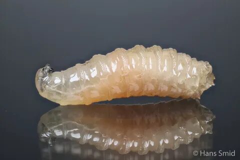 Larva личинка