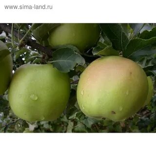 Яблоня первые яблоки