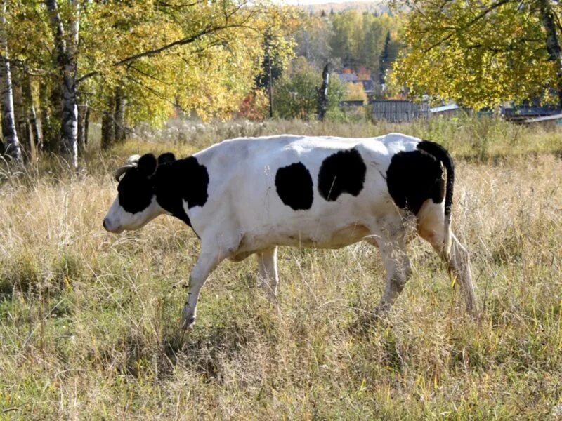 Выгул крс. Бродячий скот. выгул бродячего скота. бродячий скот картинки. безнадзорный выпас скота.