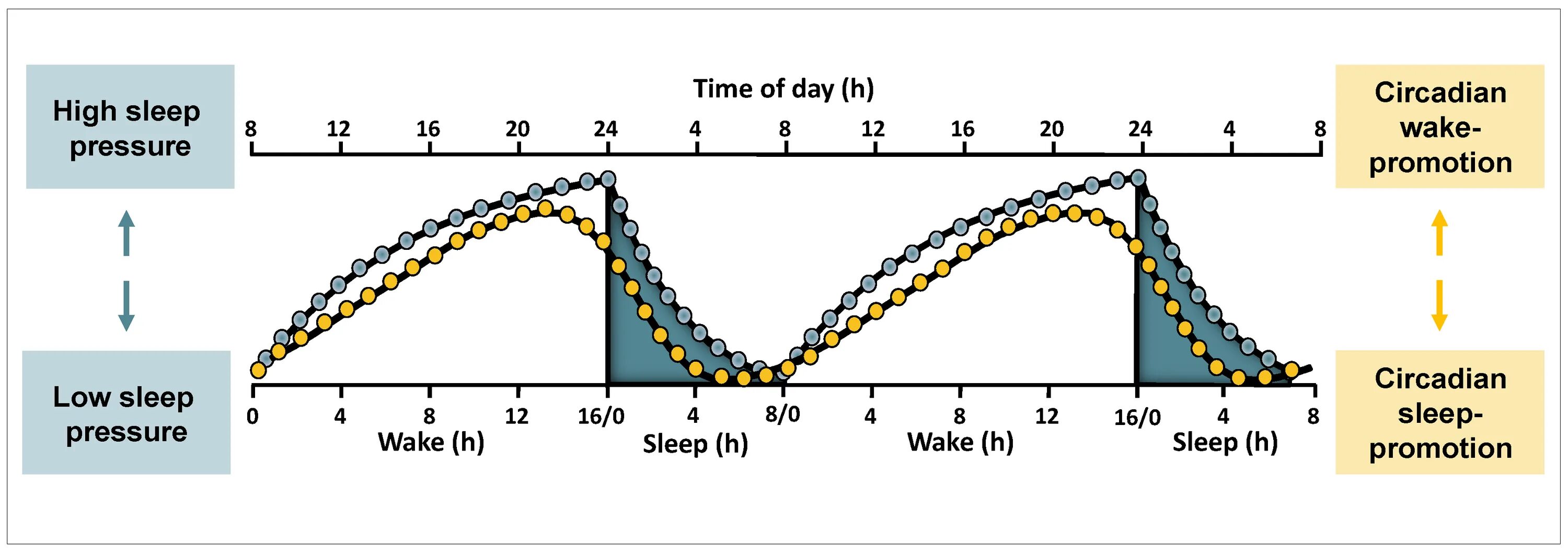 Sleep function. Функция sleep / wake. regulation of sleep. system sleep wake ошибка. sleeping schedule circadian rhythms.