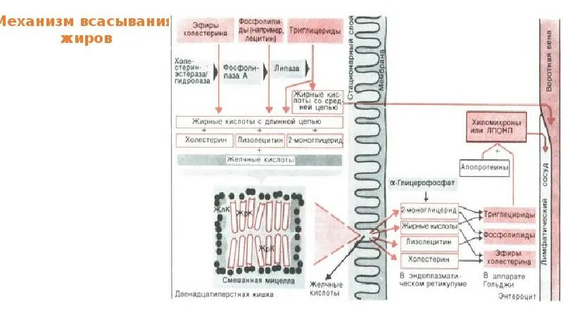 В тонком кишечнике в лимфу всасываются. Строение микроворсинки тонкого кишечника. Всасывание в пищеварительной системе. Вода всасывается в кишечнике. Микроворсинок ворсинки кишечника.