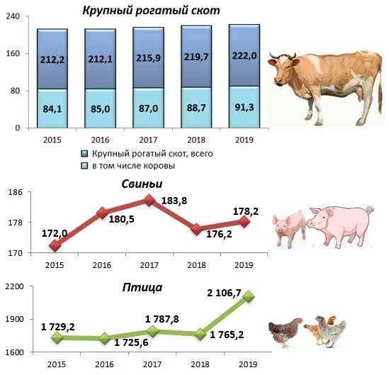 В популяции крупного рогатого скота частота. Поголовье КРС В Белоруссии 2020. Поголовье крупного рогатого скота. Животноводство крупного рогатого скота в Кировской области. Росстат статистика рогатый скот.