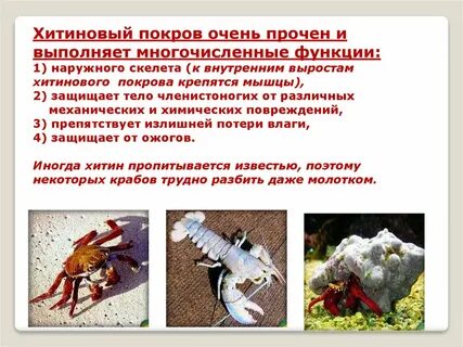 Какие функции выполняет хитиновый покров у ракообразных