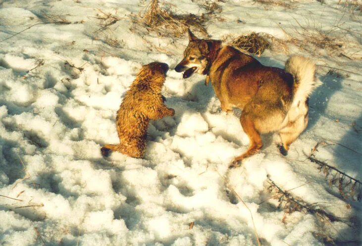 Бобр волк. Волк и бобер. Дикие животные бобр. Бобр волк. Хатка ондатры.