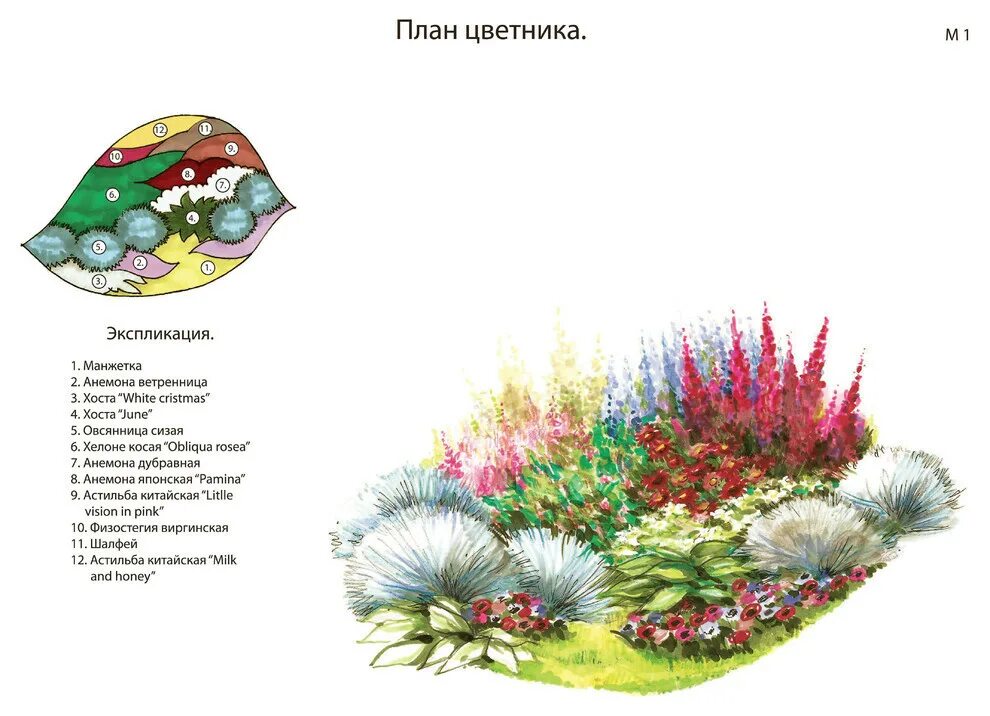 Цветник читать. Схема цветника миксбордера. миксбордер непрерывного цветения многолетников схема. миксбордер из многолетников и однолетников схема. план схема цветника рабатки.