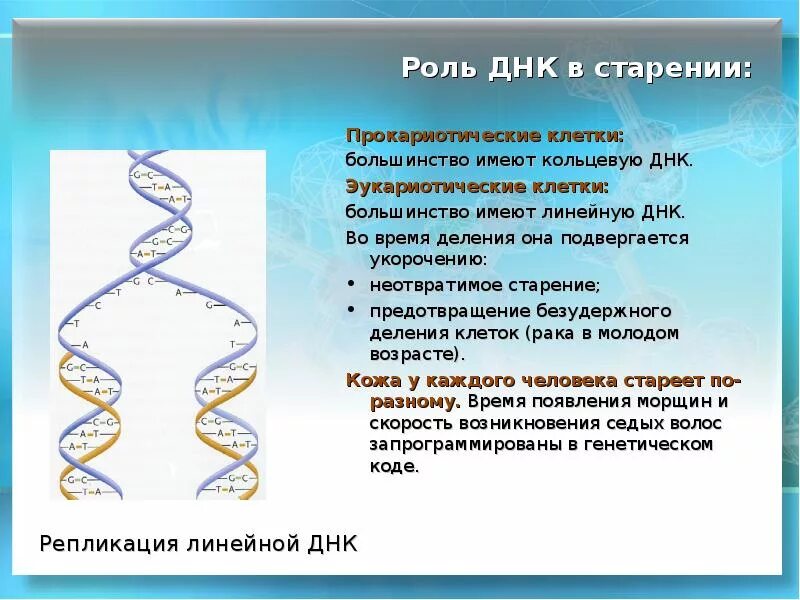 Днк 03.04 2024. Кольцевая ДНК. Линейная ДНК.