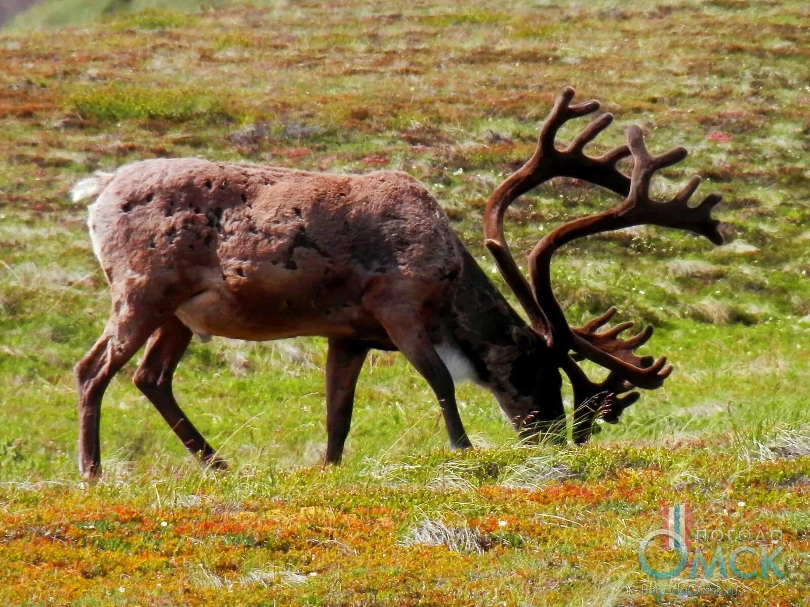 тундра медведь. животный мир ямало-ненецкого автономного округа. лиса ямал тундра. животный мир янао. северный олень янао.