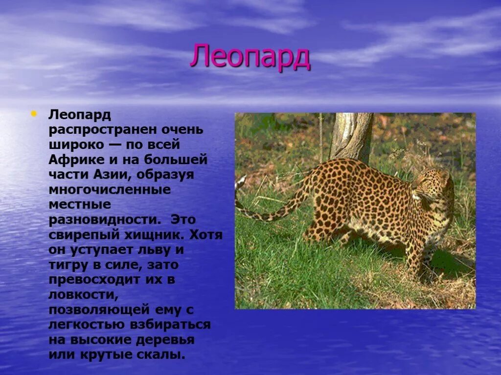 Сообщение о леопарде. Леопард описание. Доклад про леопарда. Леопард краткое описание