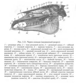 Мозговой череп животного