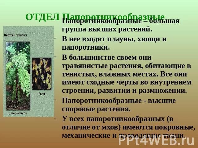 Признаки папоротников хвощей плаунов. Характеристика хвощей и плаунов. Общая характеристика папоротников. Отдел папоротники общая характеристика. Общая характеристика плауны хвощи папоротники.