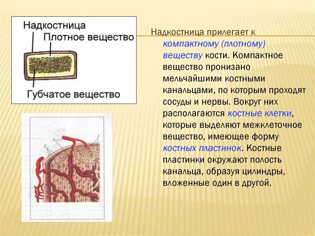 Строение компактного вещества кости. Плотное вещество кости. Компактное вещество. Надкостница компактное вещество.