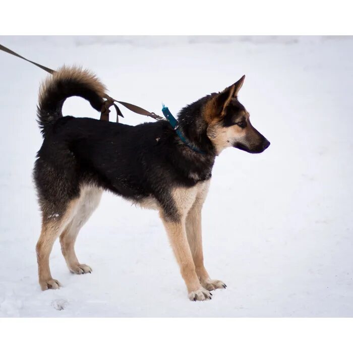 Западно сибирская лайка и немецкая овчарка. Помесь лайки и овчарки. Собака лайка овчарка. Метис немецкой овчарки и лайки. Метис немецкой овчарки и лайки.