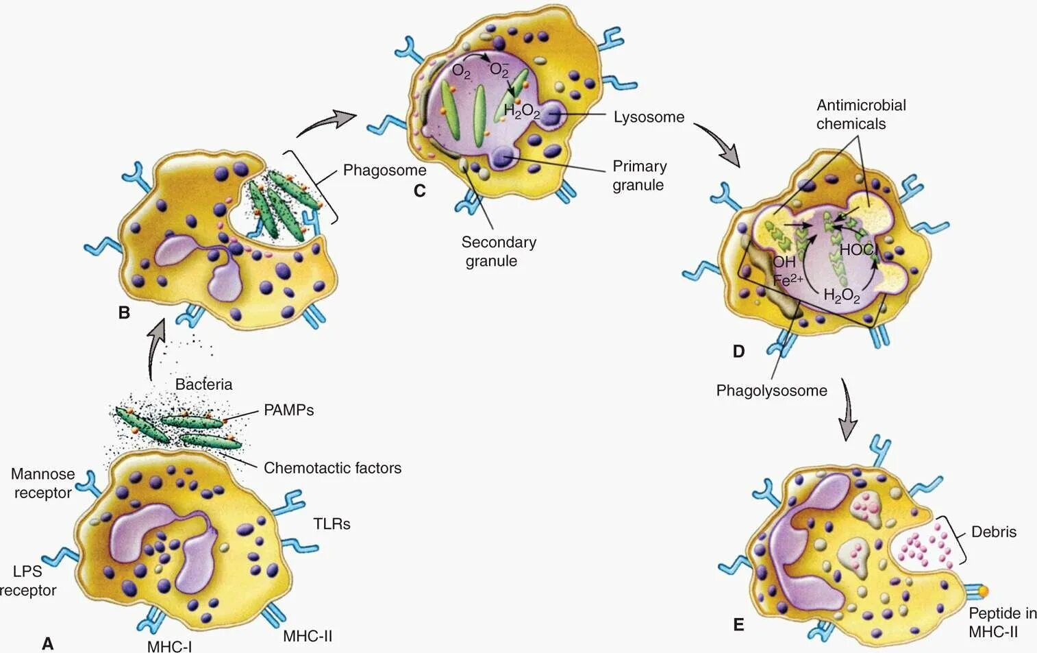 Макрофаги механизмы. Рецепторы фагоцитоза иммунология. Фагоцитоз нейтрофилов и макрофагов. Схема фагоцитоза. Фагоциты схема.