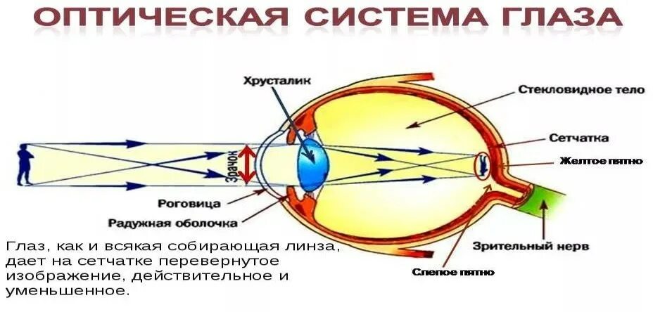 Какое изображение появляется на сетчатке глаза. Строение оптической системы глаза. Глаз как оптическая система строение глаза. Ход лучей в оптической системе глаза. Ход световых лучей в глазу.